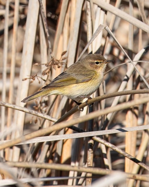 Wild Bird