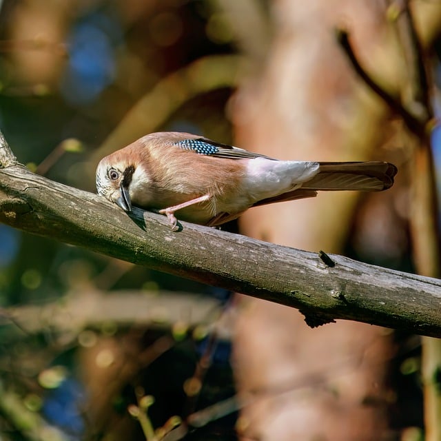 Wild Bird