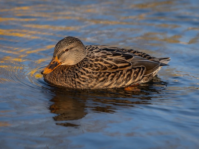 Wild Bird