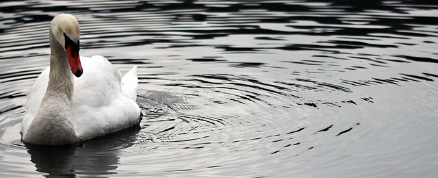 Wild Bird