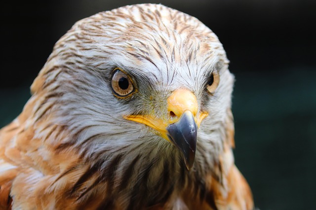 Wild Bird
