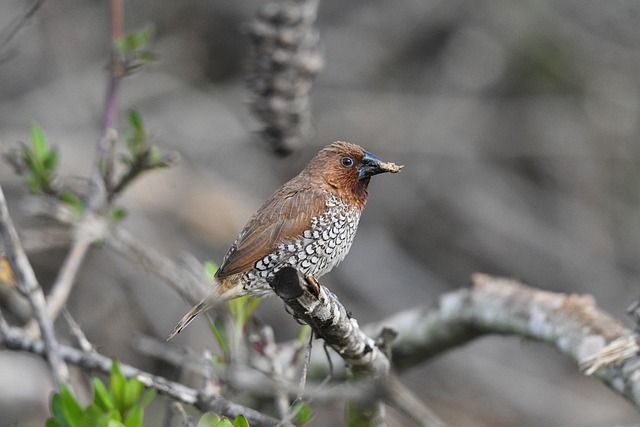Wild Bird