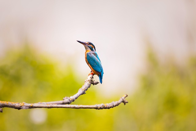 Wild Bird