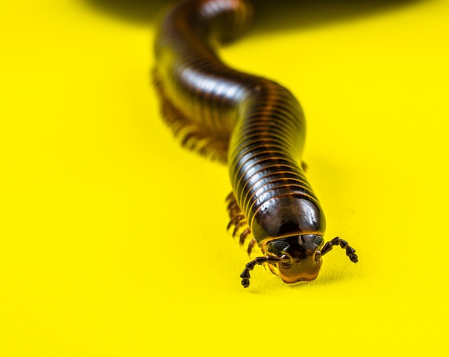 worms