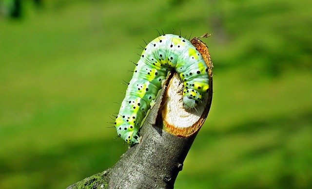 worms