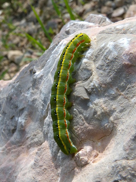 worms