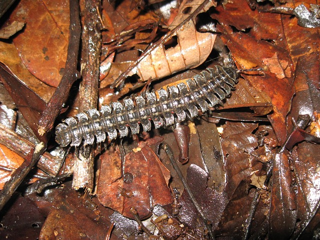 worms