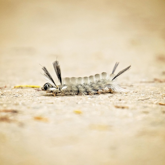 Feed Your Garden's Feathered Friends: High-Quality Mealworms for Less!