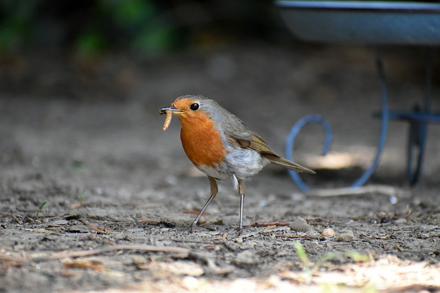 Attract More Birds Today! Free Dried Mealworms with Peanut &amp; Seed Blend Feeder