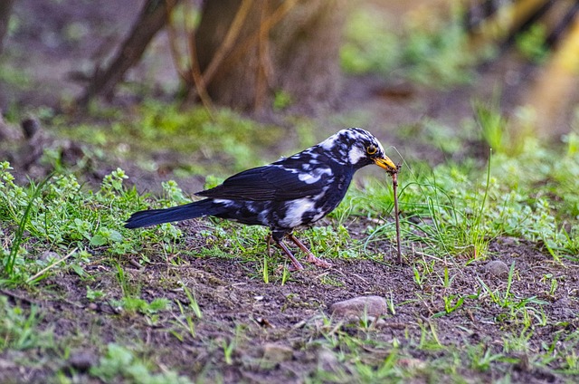 Bulk Wild Bird Seed Mix: Save Money, Feed More Birds with Free Shipping!