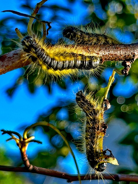 Save Big on Dried Mealworms: Free Shipping, Best Prices in Cardiff
