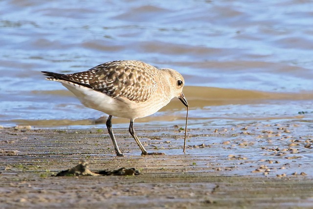 Attract More Birds, Save More Money: Bristol's Best Bulk Bird Seed Mix with Free Dried Mealworms