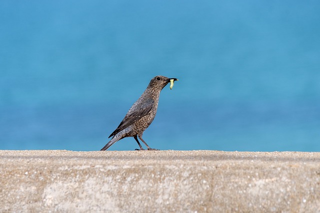 Sheffield’s Secret: Save Money with Suet & Free Mealworms for Birds