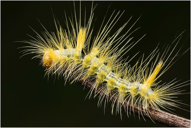 Attract Sheffield’s Feathered Friends: Free Shipping on Nectar & Seed Feasters with Dried Mealworms