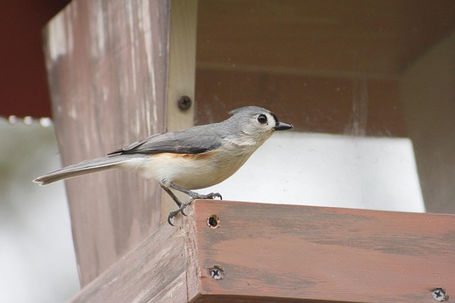 bird feeder