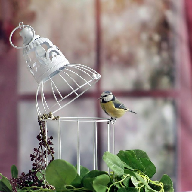 birds-feeding-inside-squirrel-proof-cage-640x480-20536977.jpeg
