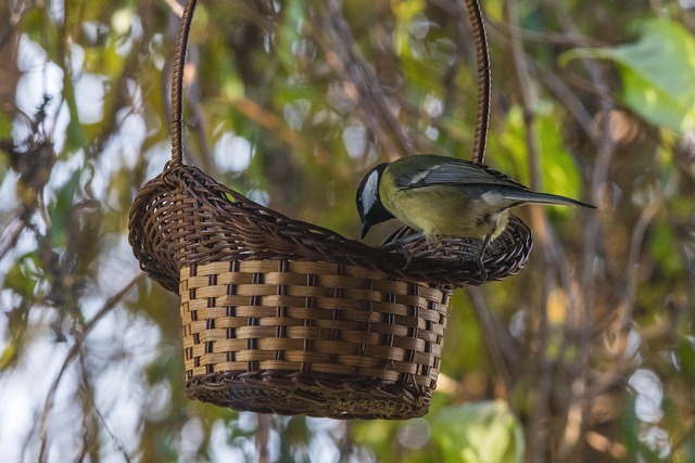 birds-feeding-inside-squirrel-proof-cage-640x480-23607092.jpeg