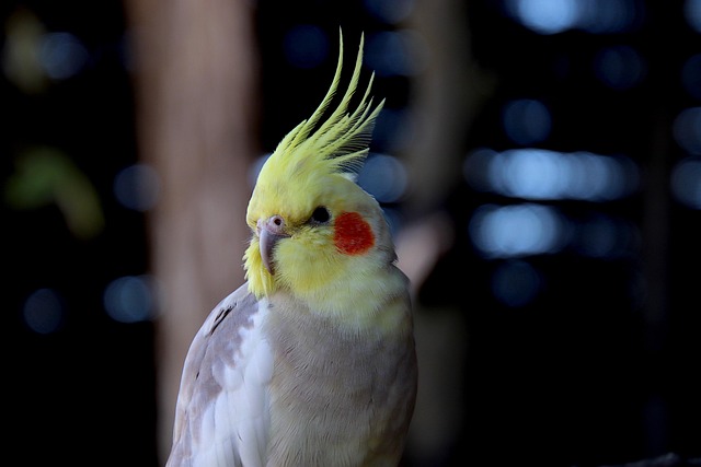 Birds feeding inside squirrel-proof cage
