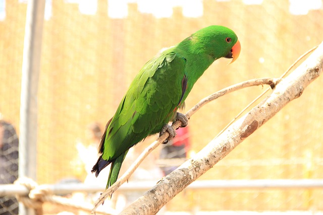 birds-feeding-inside-squirrel-proof-cage-640x480-42335643.jpeg