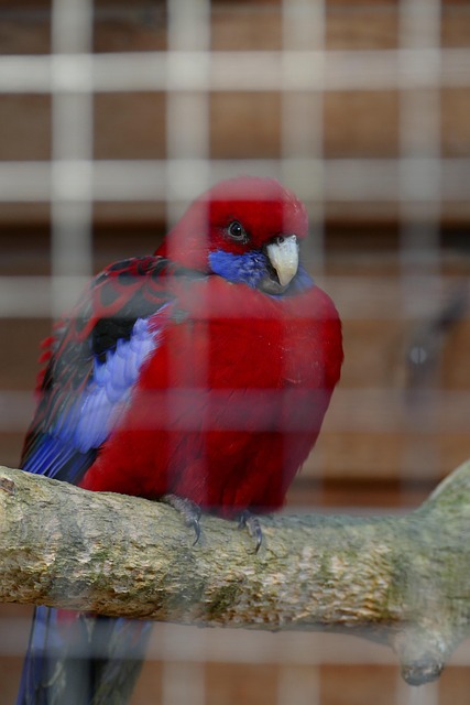 Birds feeding inside squirrel-proof cage
