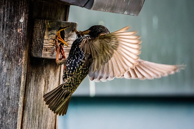 Birds feeding inside squirrel-proof cage