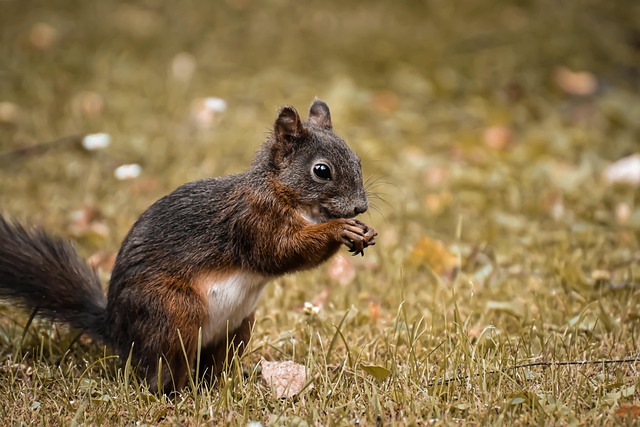 Caged feeder protecting seed from squirrel