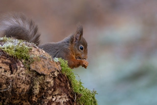 Caged feeder protecting seed from squirrel