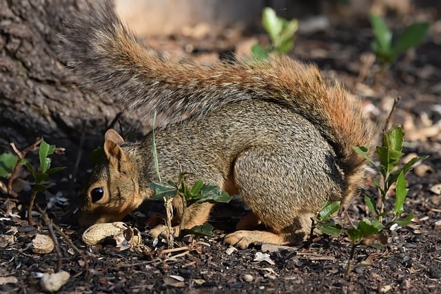 caged-feeder-protecting-seed-from-squirr-640x480-4285495.jpeg