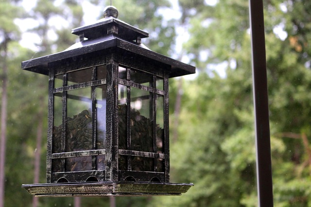 Caged feeder protecting seed from squirrel