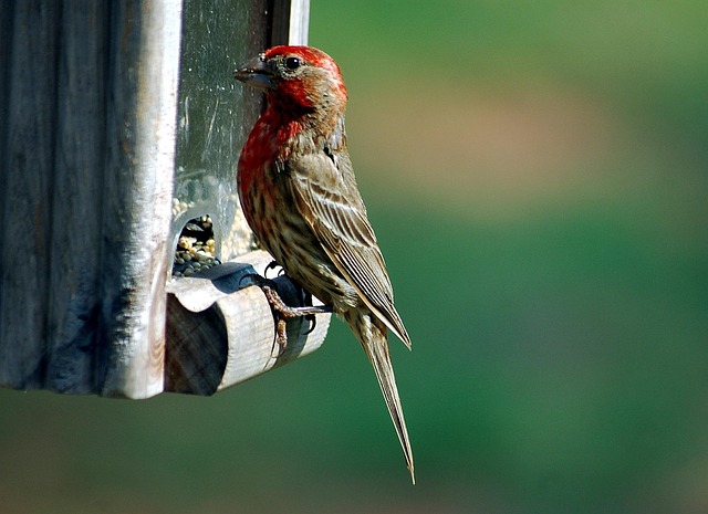 Caged feeder protecting seed from squirrel