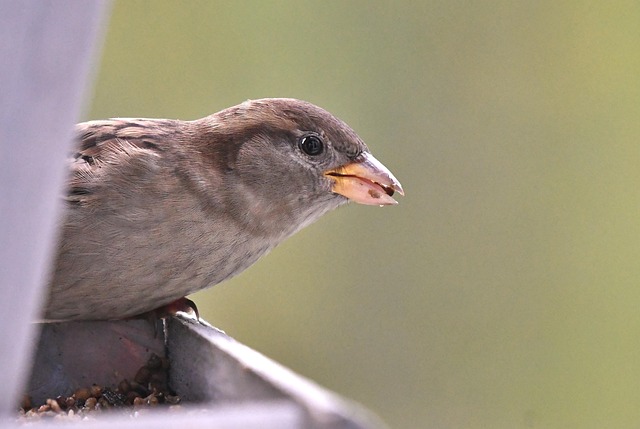 Caged feeder protecting seed from squirrel