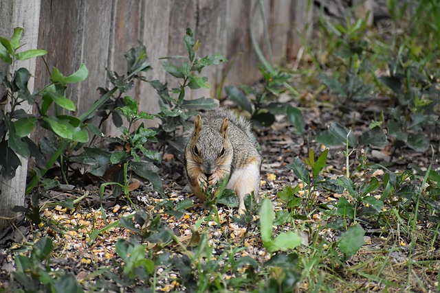 Caged feeder protecting seed from squirrel