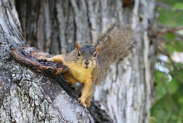 caged-feeder-protecting-seed-from-squirr-640x480-6622100.jpeg