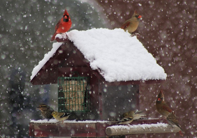 Clever baffle installed above hanging feeder