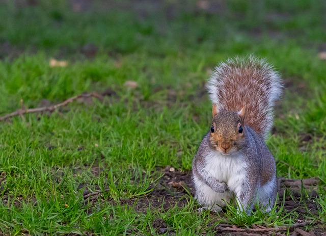 dome-covered-feeder-deterring-grey-squir-640x480-11761484.jpeg