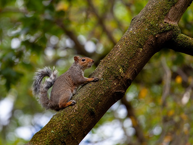 Dome-covered feeder deterring grey squirrel
