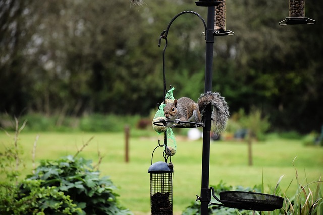 Dome-covered feeder deterring grey squirrel