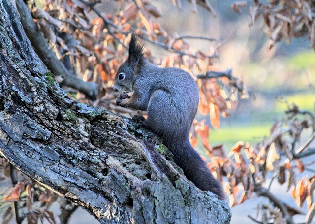 dome-covered-feeder-deterring-grey-squir-640x480-21706908.jpeg