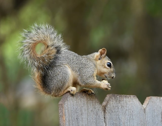 Dome-covered feeder deterring grey squirrel
