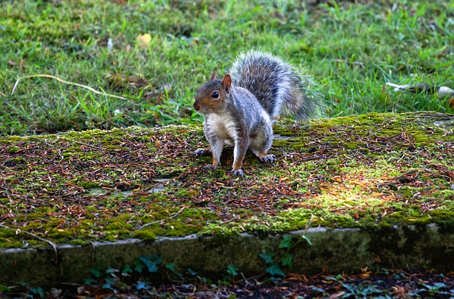 Dome-covered feeder deterring grey squirrel