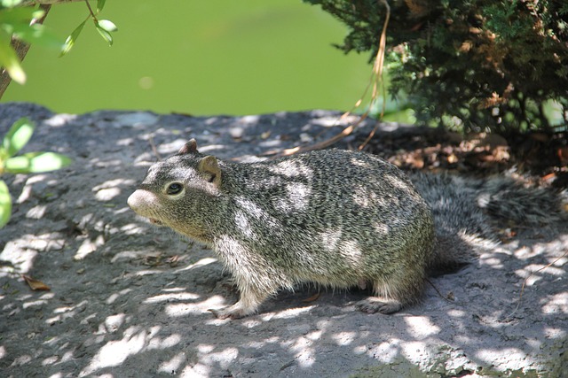 Dome-covered feeder deterring grey squirrel