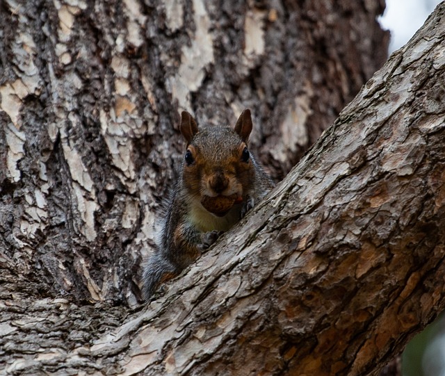 Dome-covered feeder deterring grey squirrel
