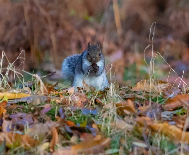 Dome-covered feeder deterring grey squirrel