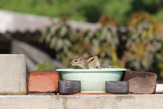 Dome-covered feeder deterring grey squirrel