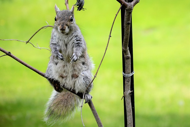 Dome-covered feeder deterring grey squirrel