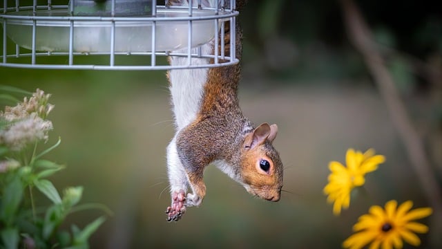 Dome-covered feeder deterring grey squirrel