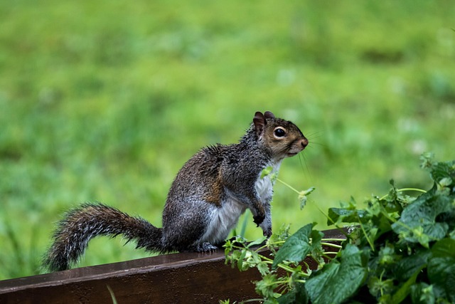 Dome-covered feeder deterring grey squirrel