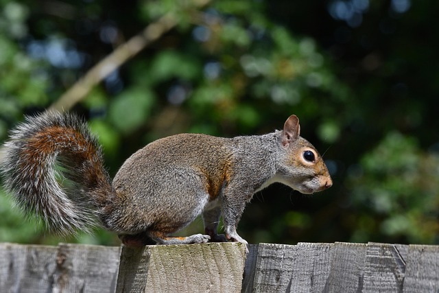 Dome-covered feeder deterring grey squirrel