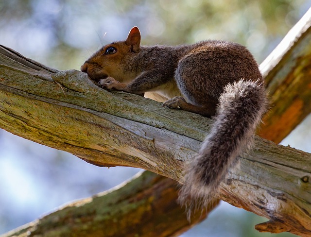 Dome-covered feeder deterring grey squirrel