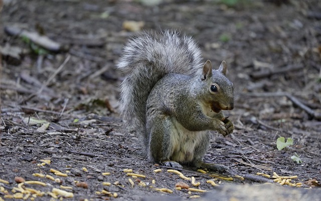 dome-covered-feeder-deterring-grey-squir-640x480-50407657.jpeg